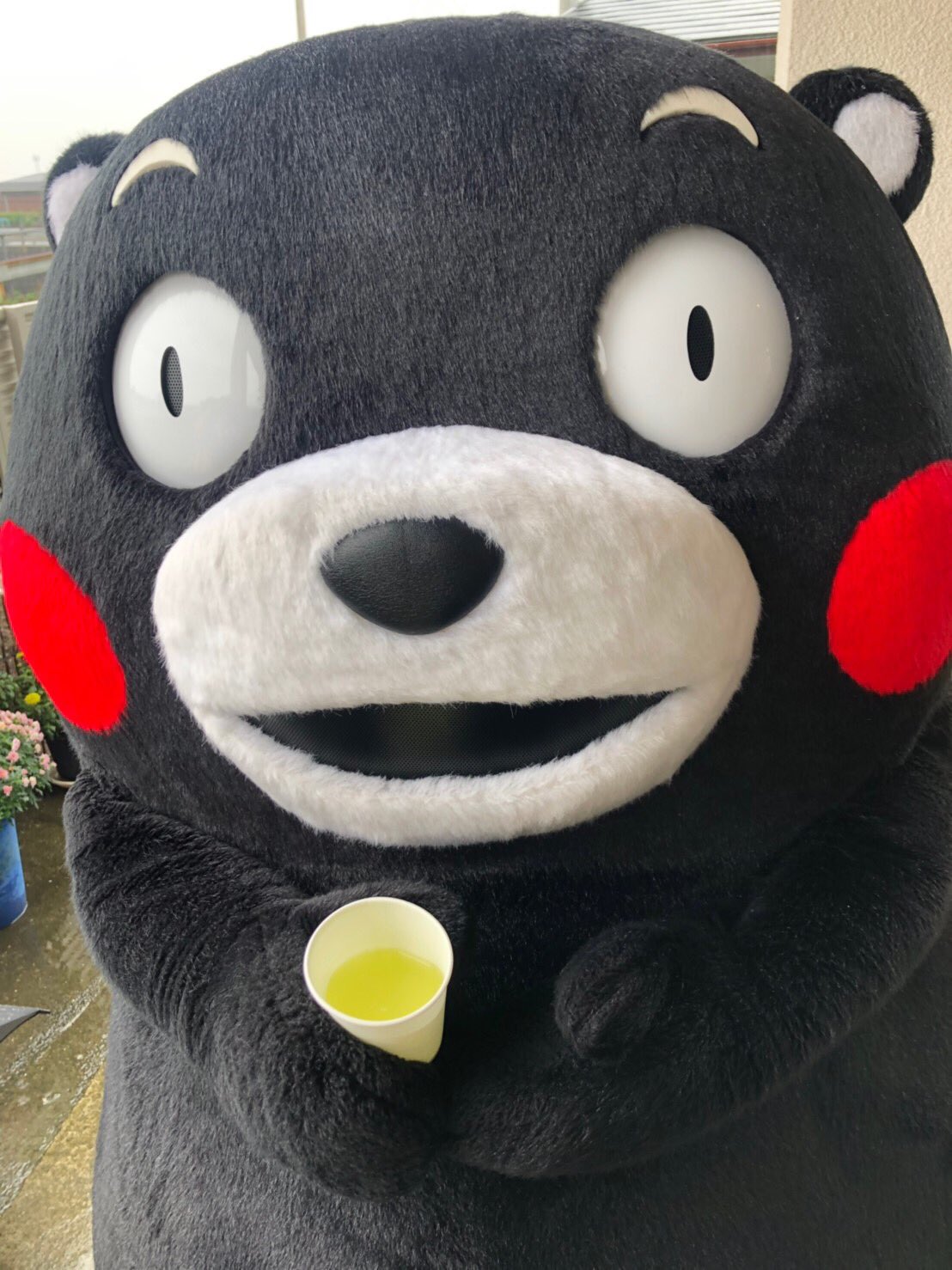 くまモン【公式】 on X: くまモン【公式】 on X:
