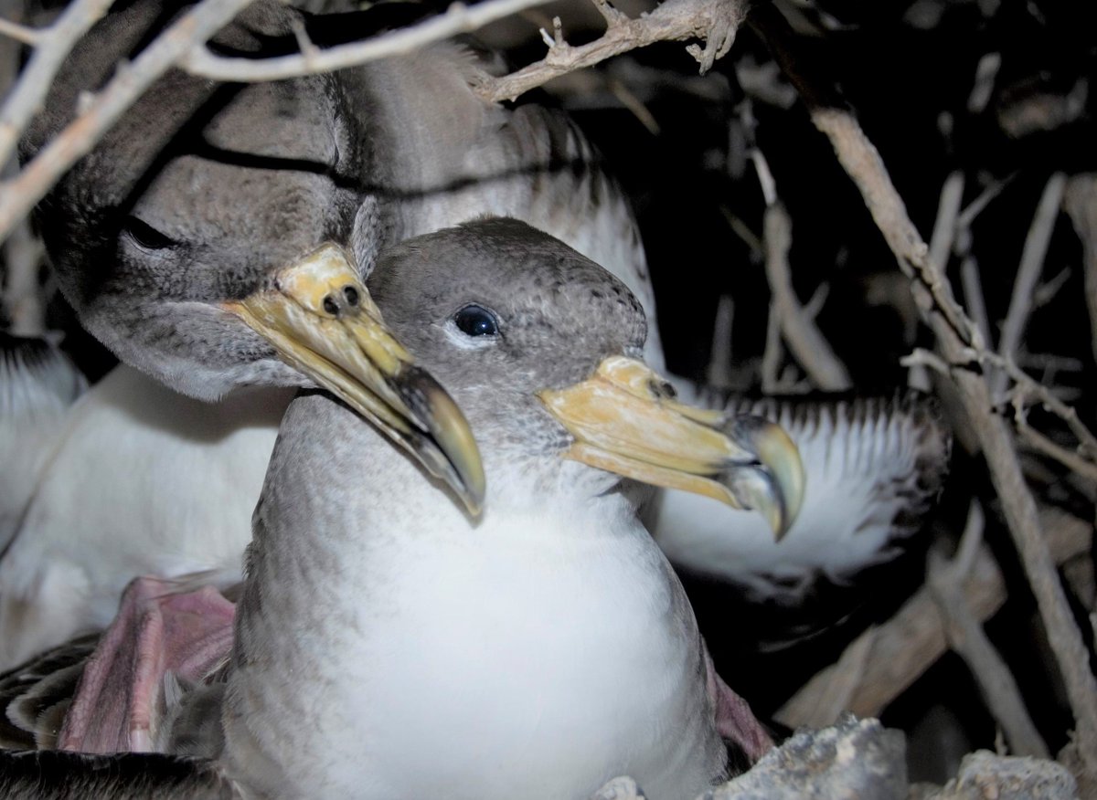 SeabirdEcology's tweet photo. New paper on #sexualsegregation (SS) in spatiotemporal distribution, #phenology, at‐sea #behaviour and #feeding #ecology during the non-breeding period in Scopoli's, Cory's, and Cape Verde #shearwaters, showing SS in #seabirds can persist year‐round https://t.co/3Y0E0MVV0y https://t.co/WrL3HzlIb5