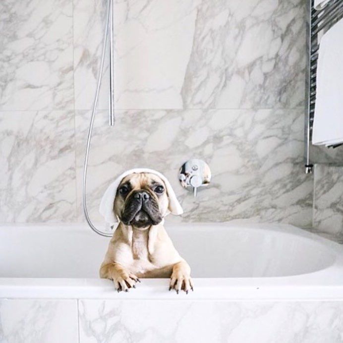 myjanesocial's tweet image. Bath time is better with the #MyJane x @welovecuddly #TimetoPaws box. It's just $69 &amp;amp; packed w/ $150 worth of our favorite #CBD goodies. (Including bath bombs for both you &amp;amp; your furry friend!) 🛁💕

Learn more at myjanecbd.com/cuddly/.

📷: IG design_hotels

#OwnYourWellness
