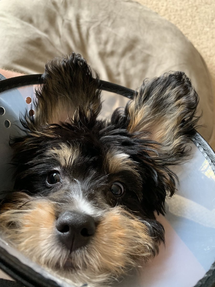 CSchettenhelm's tweet image. One last semester at MSU but it’s a lot harder this time being away from Tucky. And @mcpherson_katie I guess.