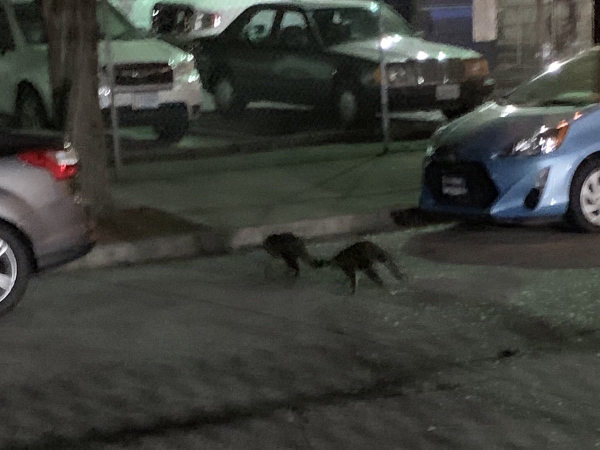 LincolnGraves's tweet photo. Look at these little trash pandas just spotted outside the @KATUNews building. @BrianASKATU just spotted them and took these photos. https://t.co/PtJUuqYQTZ