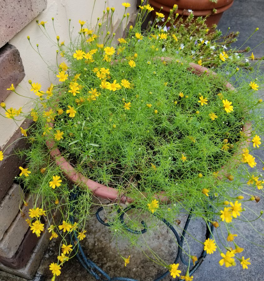 ダールベルグデージーの育て方 冬越しの方法や上手な増やし方などを解説 2ページ目 Botanica