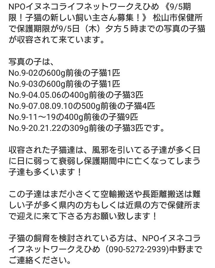 #大至急 #拡散希望 #里親募集中
#愛媛県 #松山市 #松山市保健所
#子猫 #ねこのきもち #猫のいる生活  #ペットショップに行く前に
子猫が続々と収容されています😢
どうか小さな小さな尊い命を繋げてくだい🍀家族にむかえてあげてください🙏🍀#拡散協力お願いします
#イヌネコライフネットワークえひめ
