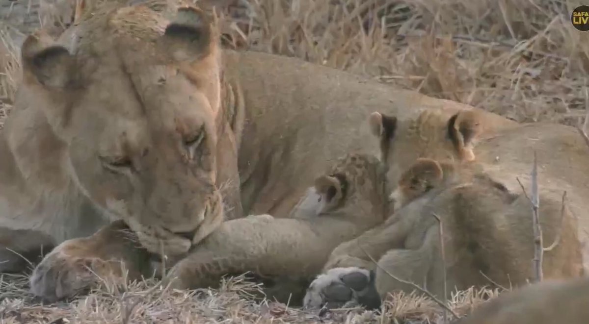 zebralover1114's tweet image. #SafariLive➰👋😍I’m so enjoying the lions...♥️Thank you!
Hi Everyone➰🌹