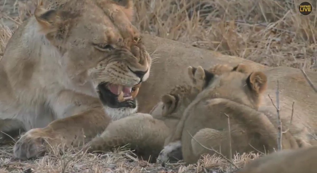 zebralover1114's tweet image. #SafariLive➰👋😍I’m so enjoying the lions...♥️Thank you!
Hi Everyone➰🌹