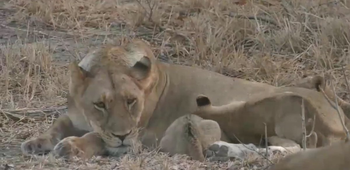 zebralover1114's tweet image. #SafariLive➰👋😍I’m so enjoying the lions...♥️Thank you!
Hi Everyone➰🌹