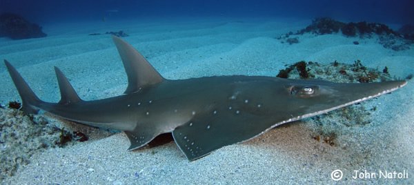 It’s the middle of the week which means it’s #WedgefishWednesday!!! As you may know, last week 16 species of #RhinoRays (wedgefish & giant guitarfish) were listed on #CITES Appendix II. This included the whitespotted wedgefish (Rhynchobatus australiae) pictured below #hooray4rays