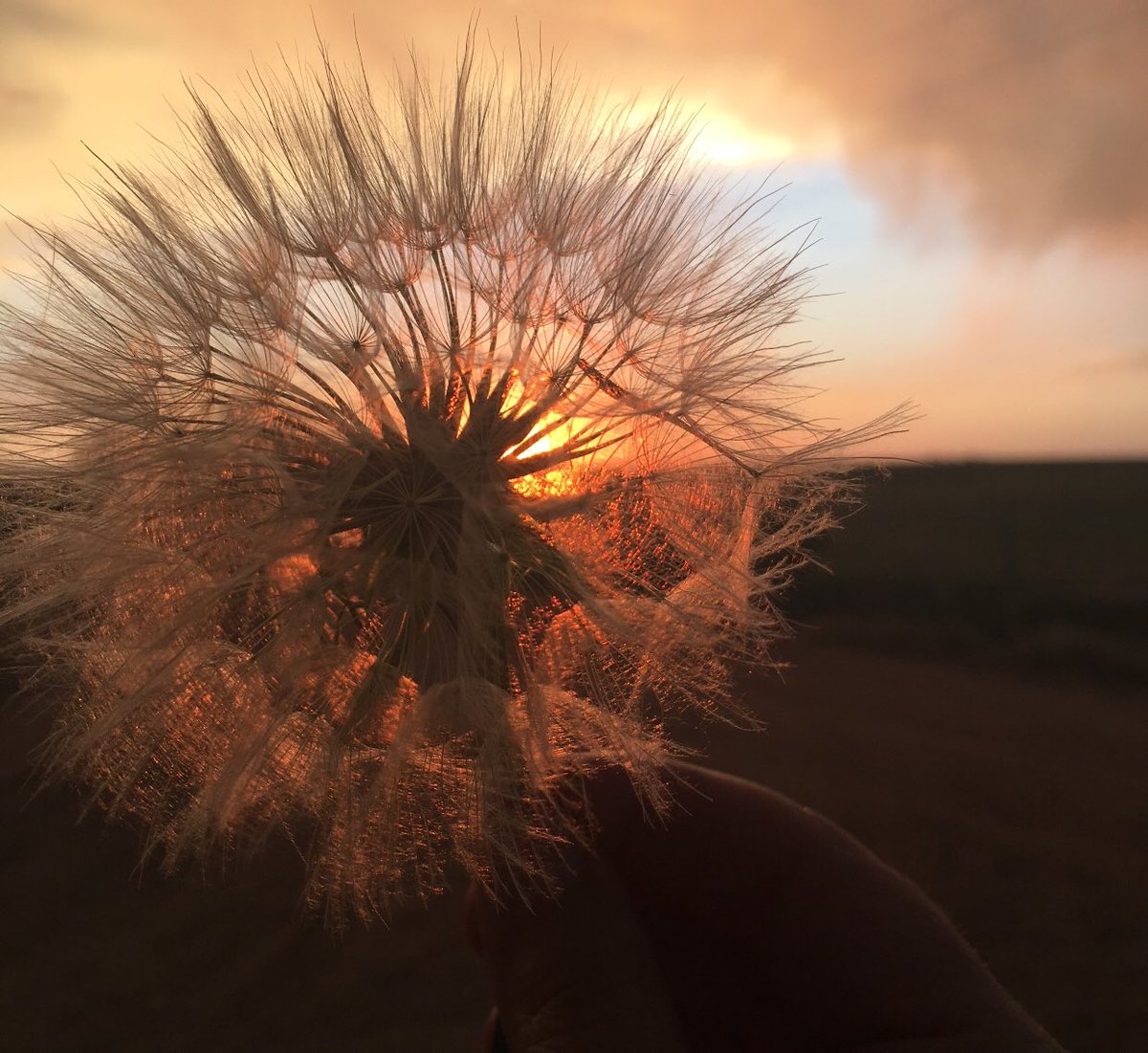 larkylulu's tweet photo. I’m filled with gratitude as I watch the dawning of a new day or the last breath of a fulfilling days end. There’s something symbolic about looking to the sun/son. 
It brings life to us all. 
#visualtestimony #DezNat #churchofjesuschrist https://t.co/xeWEvr5gs0