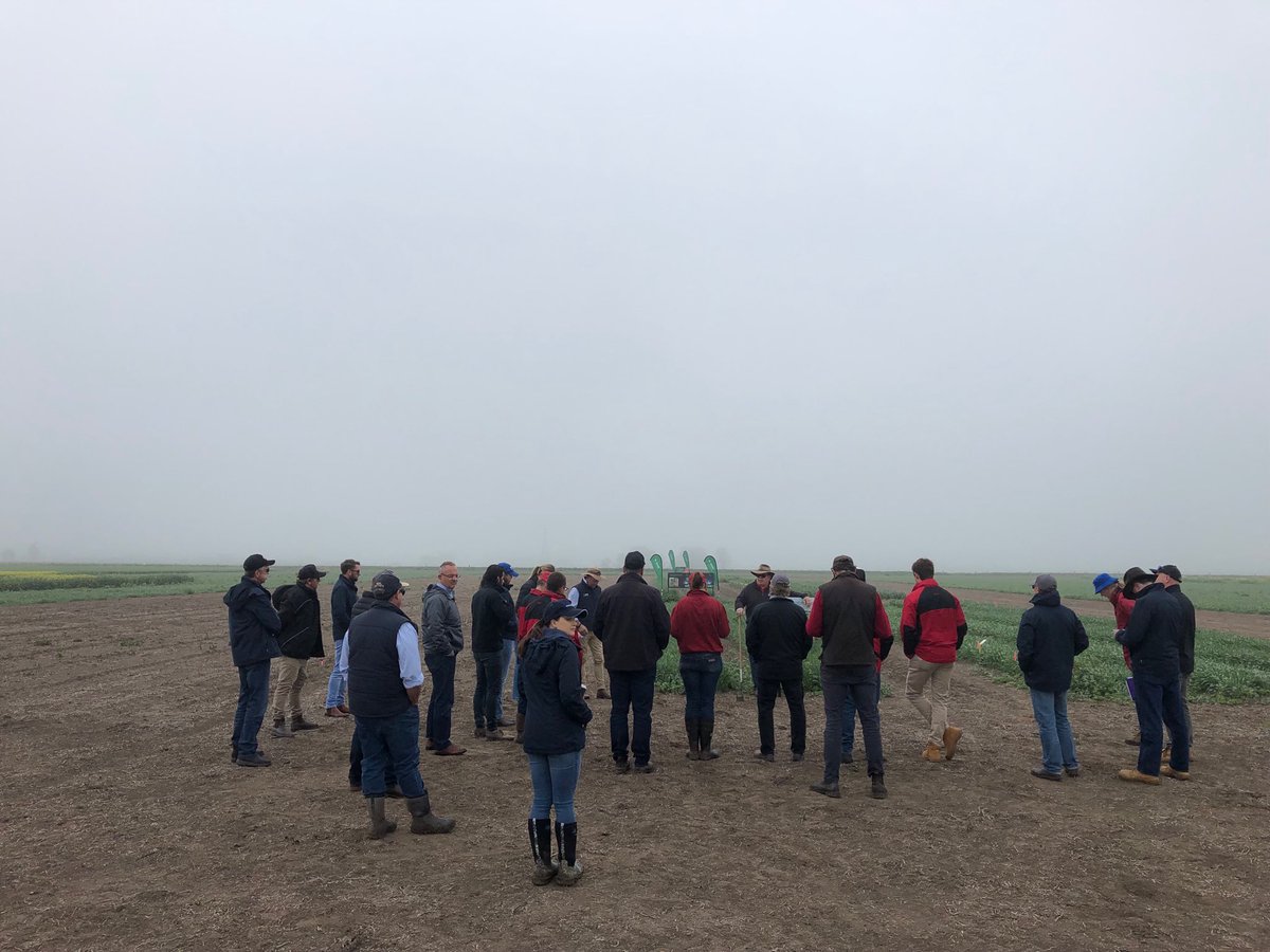 LouwEduard's tweet photo. Misty morning at the #BASF innovation site @Longerenong. #Elders looking at #Luximax #Voraxor #Frequency and #Truflex Canola seed from #BASF.⁦@ash_knight89⁩ ⁦@RachelCYYZ⁩ ⁦@jdwb84v8⁩ ⁦@Mookas_19⁩ ⁦@GavinJacksonAg⁩ ⁦@GArbon17⁩ ⁦ https://t.co/d8U6X3OwcO