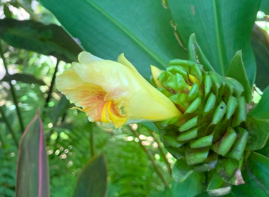 #hawaiitropicalbotanicalgarden #gohawaii #lethawaiihappen #tropical htbg.com