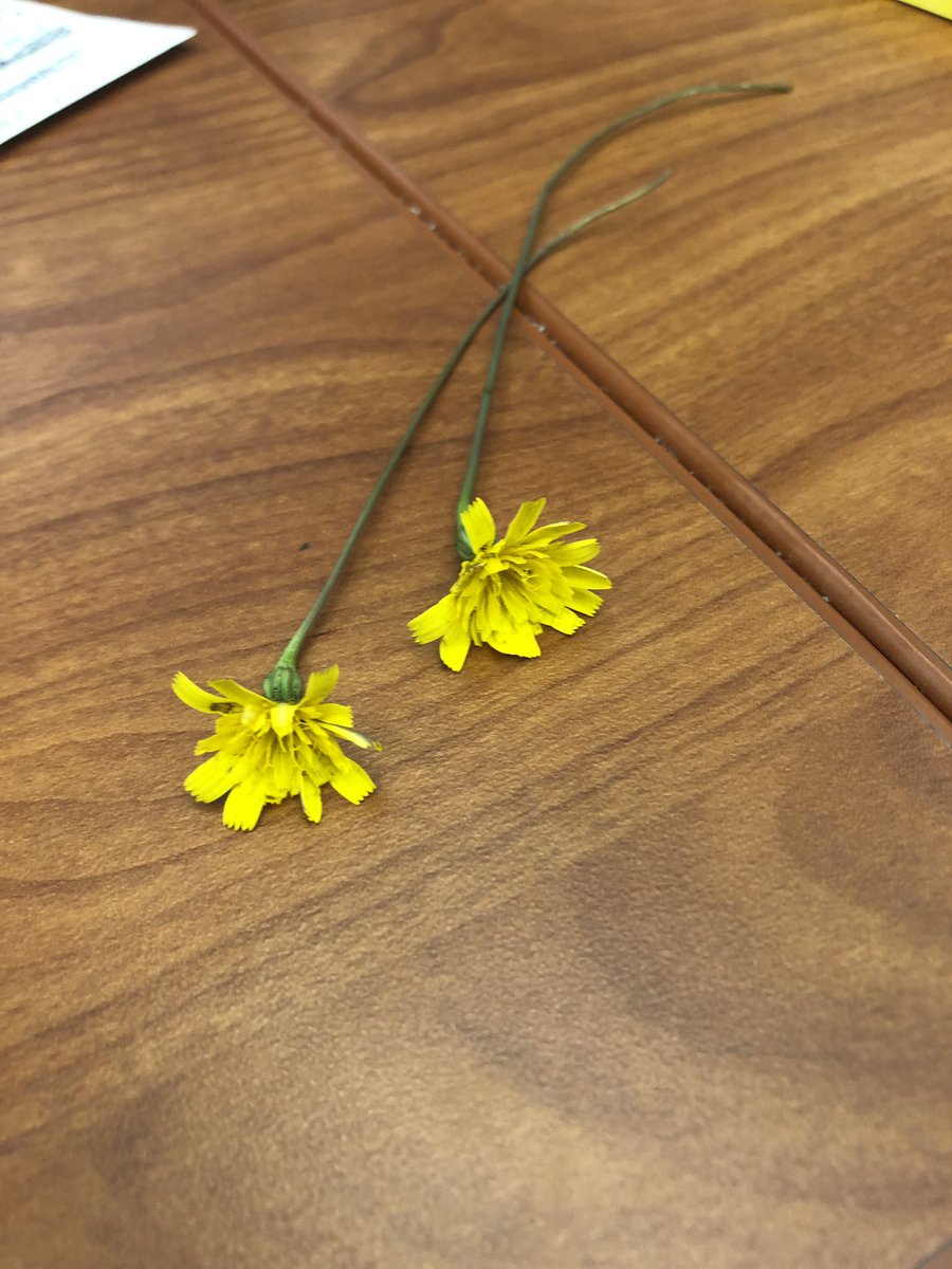 First day of school and I got some very special flowers - the photo is from a Hartley kiddo that made my day, the other amazing bouquet is in my office from my GBSD elementary admin family.  My heart is full!!! #ilovebeingaprincipal