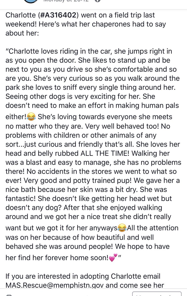 reddogsusie's tweet photo. #TN #MEMPHIS
🆘🆘CODE RED Charlotte 18mo hw+ Did so well on her #FosterFieldTrip-read below! Adores ppl, lovely company out &amp; about, great manners-a perfect pet! Needs a good home fast! Don’t let today be her last! #ADOPT #PLEDGE #RESCUE #FOSTER #A316402
https://t.co/Wt6oNgKWgr https://t.co/bNVuUUHzS0