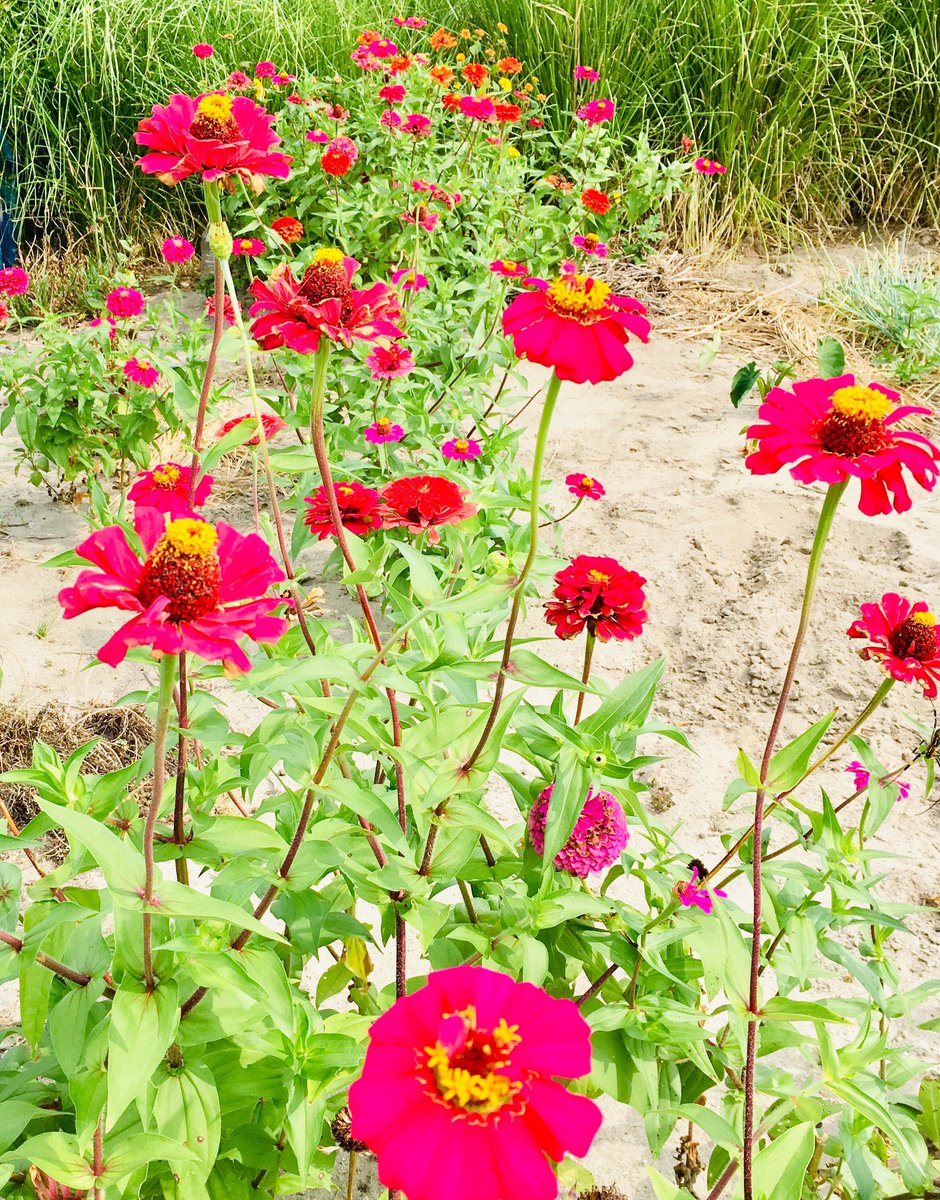 夏の間長く咲く花 夏の間長く咲く花