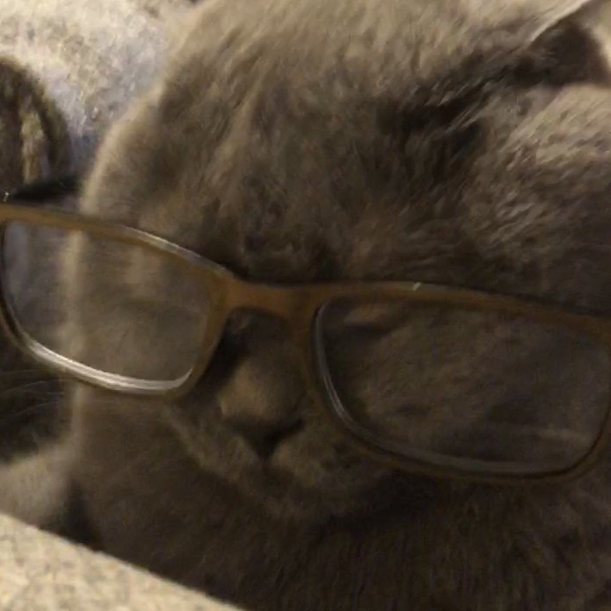 TortillaCosine's tweet photo. Time to get my sister in on the fight. No way they are going to see us coming with these clawsome costumes.  #CatsOfTwitter #ZSHQ https://t.co/yfFCdYJ4nf