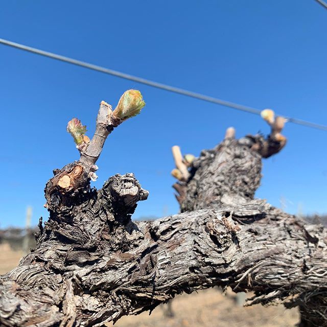 mannerswine's tweet photo. And natures cycle continues. The fluffy beginnings of Vintage 2020. #toosoon #budburst #V20 #mudgeewine #mudgeewineregion https://t.co/yhx8zUjSbA https://t.co/MKhhXvlE0c
