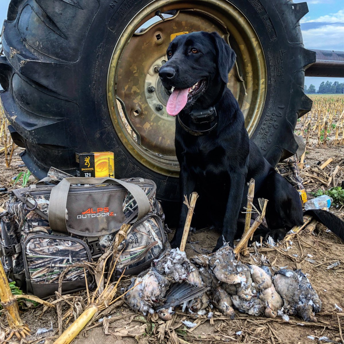 My girl Maggie did outstanding on her first dove hunt! #hunting #labradorretriever #DogsofTwittter #huntthebreak #limit