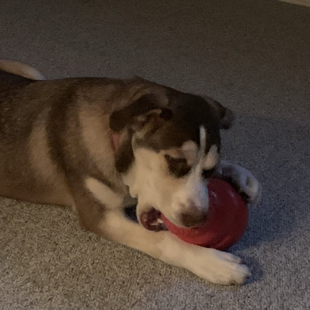 Nova: #PhotoChallengeSeptember19 
Day 3 ♻️ Recycle
I get to recycle some of Akiva’s old toys. They’re nicely broken in...
#LaborDay2019 #dogsoftwitter #DogTwitter