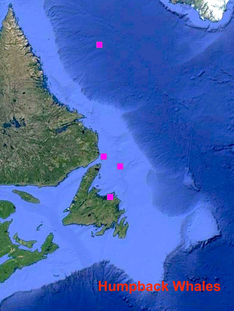 Lots of individual variation in the current locations of five fin whales and four humpback whales, a month after we tagged them. One humpback headed towards the Arctic, and one fin whale to the mid Atlantic. Exciting technology giving us a glimpse of these oceanic wanderers!