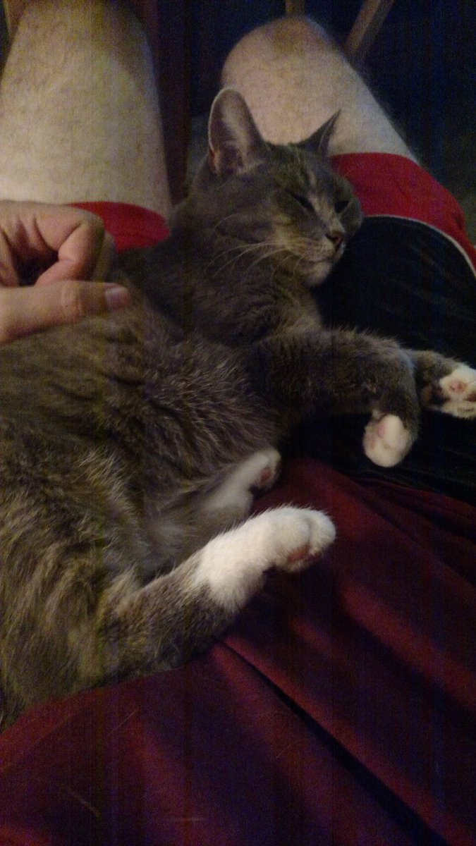 niodox's tweet photo. Bit got into catnip, ran around like a little track star, tried to eat my food and then passed out in my lap. Putting her in rehab. #BitWatch https://t.co/KL1OQy369t
