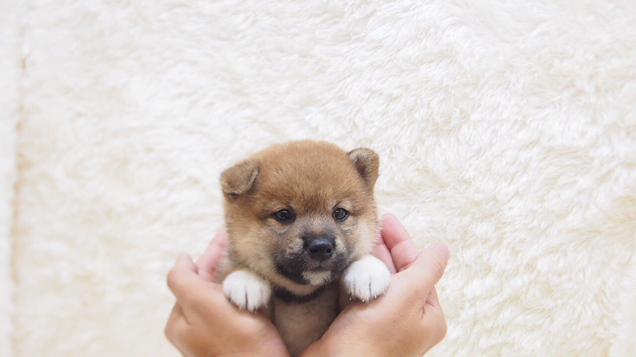 かねだい戸田店 豆柴犬 新入舎致しました 19年7月14日生まれ 女の子 毛色 赤 成犬平均体高 30 35cm前後 成犬平均体重 4 6kg 豆柴 T Co M2dk8dnh4q Twitter