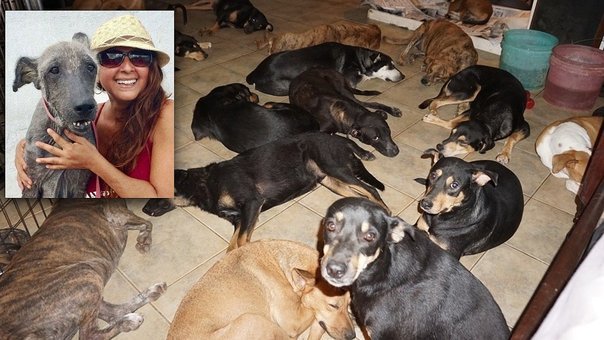 diariocorreo's tweet photo. Mujer refugió a 97 perros del huracán Dorian en su casa: "No son como los seres humanos, egoístas" https://t.co/Jq9g1M98nZ https://t.co/hxWfXZWoj2