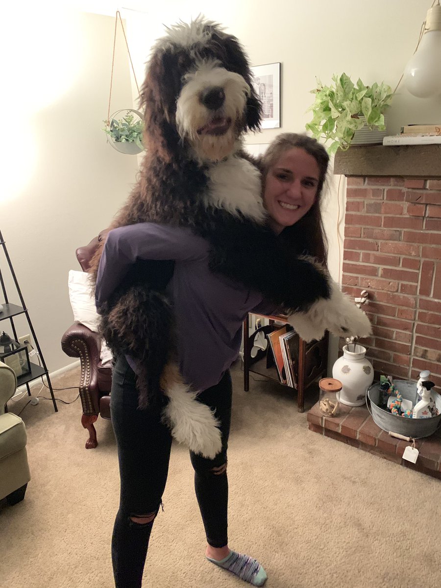 Just Incase y’all were wondering.. we accidentally bought a bear. 

HE IS ONLY SEVEN MONTHS #bernedoodles