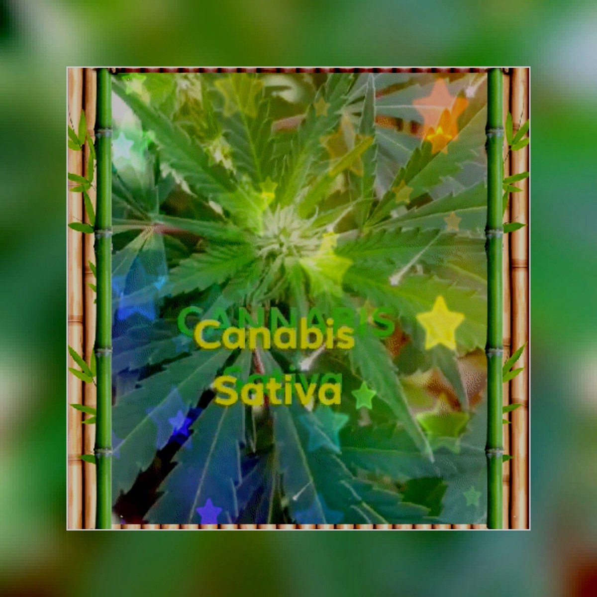 SMOKE_io's tweet image. One of our members one #smokeio used to be against #marijuana. Now she’s learned about the plant, she muses about it in #freewrites.

👉 smoke.io/contest/@lawla… 👈 

#cannabis #mmj #cannabiscommunity #weed #cannabisculture #endprohibition