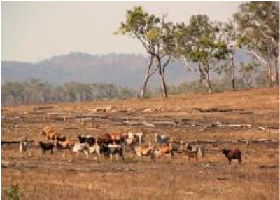 Across Victoria, and into South Australia and New South Wales, more than half of the native birds of the region have lost over 60 percent of their original natural habitat. Birds that were once common 20 years ago are now rare
conbio.onlinelibrary.wiley.com/doi/abs/10.111… <a href="/BirdlifeOz/">BirdLife Australia</a>