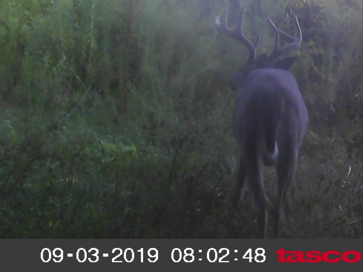 JRobbOutdoors's tweet photo. Just this morning... 10yrds from stand #whitetaildeer #antleraddict #bigbucks #buckfever #bowhunting #archery #deerhunting #hunting #country #mathewssolocamlx #bsaoptics #greatoutdoors #outdoorlife #mossyoakcamo #tascotrailcam #jrobboutdoors https://t.co/BiTtpWSuHr