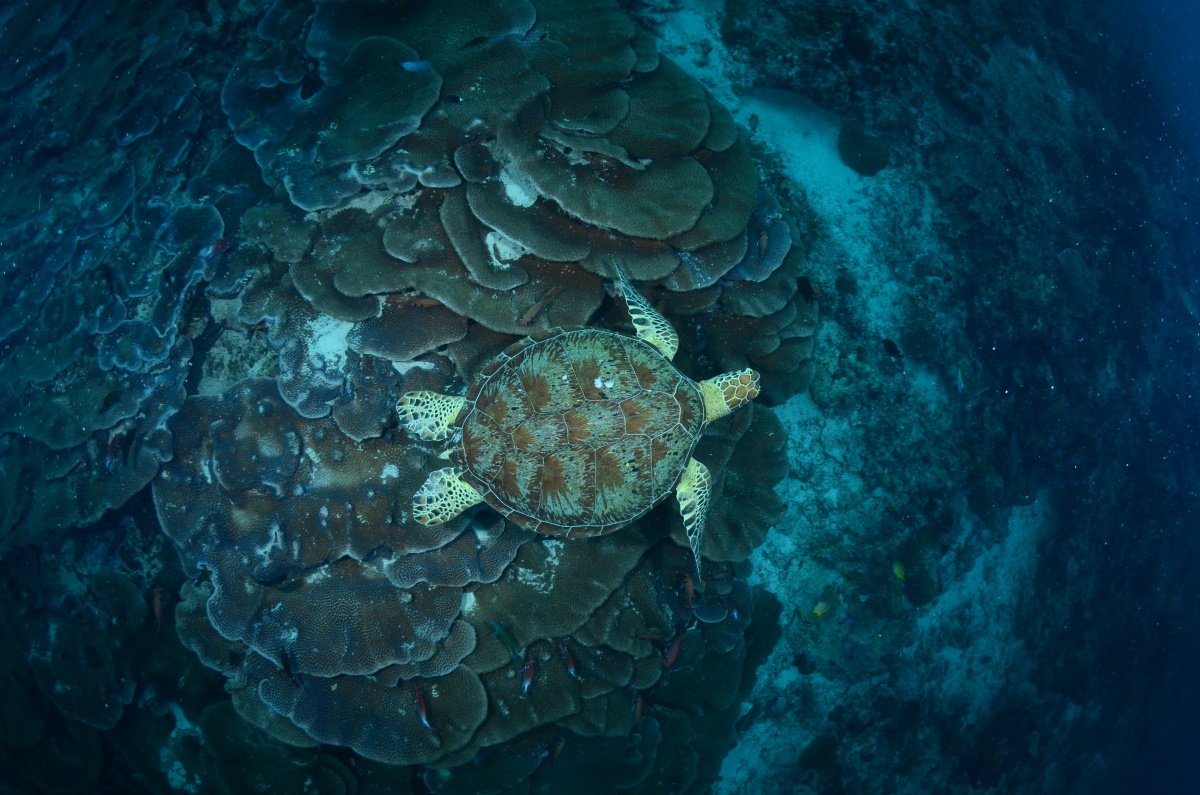 advonline's tweet photo. The Green, Hawksbill and Loggerhead Turtle – Three beautiful sea turtles with unique features that are easily mixed up. Find what is special about them! #turtles https://t.co/NNBMl50Af3 https://t.co/EJ1JNVDuJl