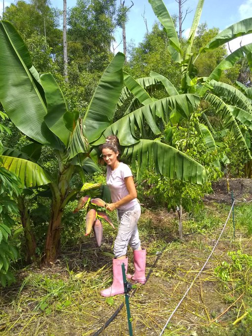 My banana trees are less than a year old and I just found this on one! Can&rsquo;t wait! https://t.co/nD56