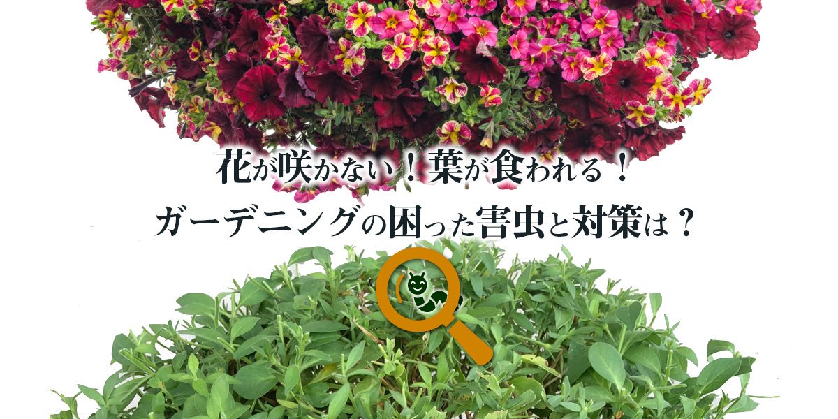 Proven Winners Provenwinnersjp Twitter