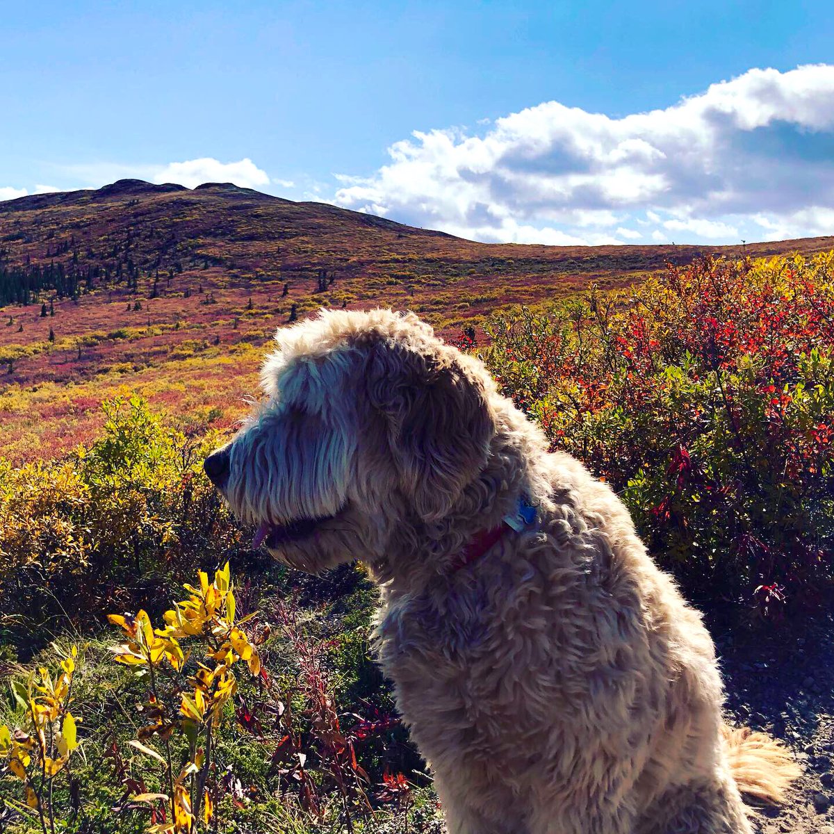 imjlow's tweet photo. Scenes from an amazing Labour Day in Whitehorse — even if the kids complained the entire hike #yukonproblems https://t.co/pAC11gXXfF