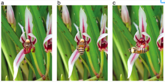 PlantSpeciesBio's tweet photo. Specialized #pollination by #honeybees in #Cymbidium dayanum, a fall–winter flowering orchid

Yoshiyuki Matsuda, Naoto Sugiura
https://t.co/DG80J6sz8B

#freeaccess #deceptivepollination #winterflowering https://t.co/KL7KQrbFhX