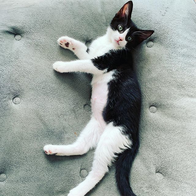 GpPodcast's tweet photo. I an smitten by this kitten. This is Franklin and he is adorable. We all love him. 💙 https://t.co/P5rx5NQ4o6 https://t.co/9WTMUaeWPQ
