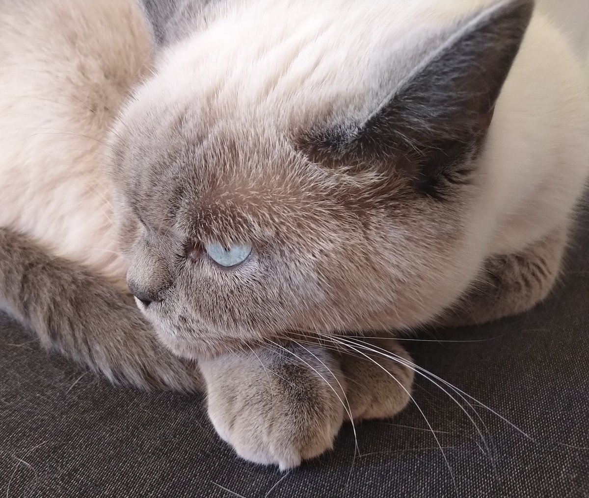 Good Morning 🌞 Time to contemplate a little bit. Hope you all will have a wonderful sunny day! #whiskerswednesday #contemplate #wednesdayselfie #CatsOfTwitter #Caturday #cats #CuteCats