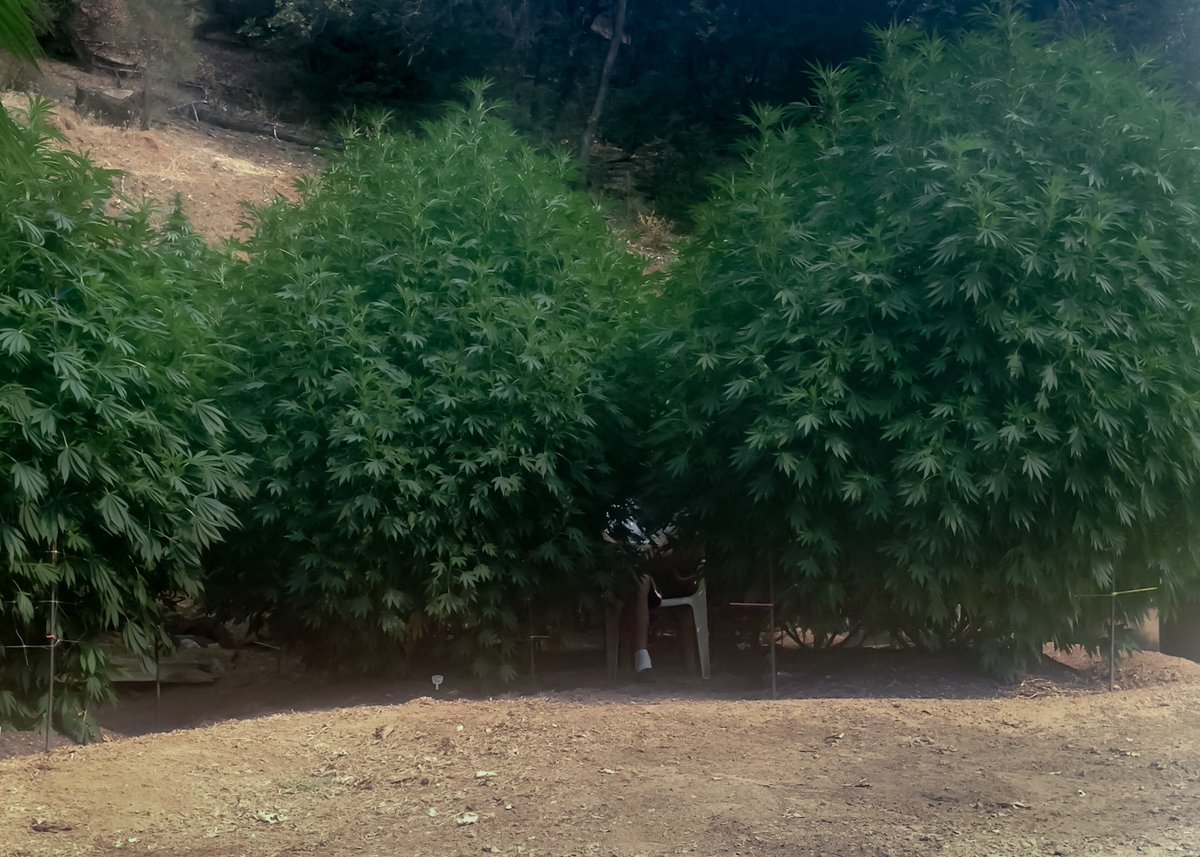 HighDiocese's tweet photo. Ppl in #Oregon be like 

“hey bro. You got any #weed?” 

Ya bro, I got a bunch.

“Sweet... me too.”

#cloudpeople https://t.co/dAhgORt05Y