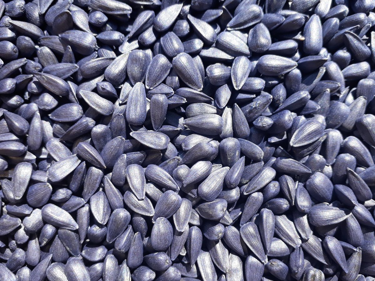 шелушитель семян подсолнечника. подсолнечные семечки. белые семечки подсолнуха. продукция из семян подсолнечника. оборудование для чистки семечек.