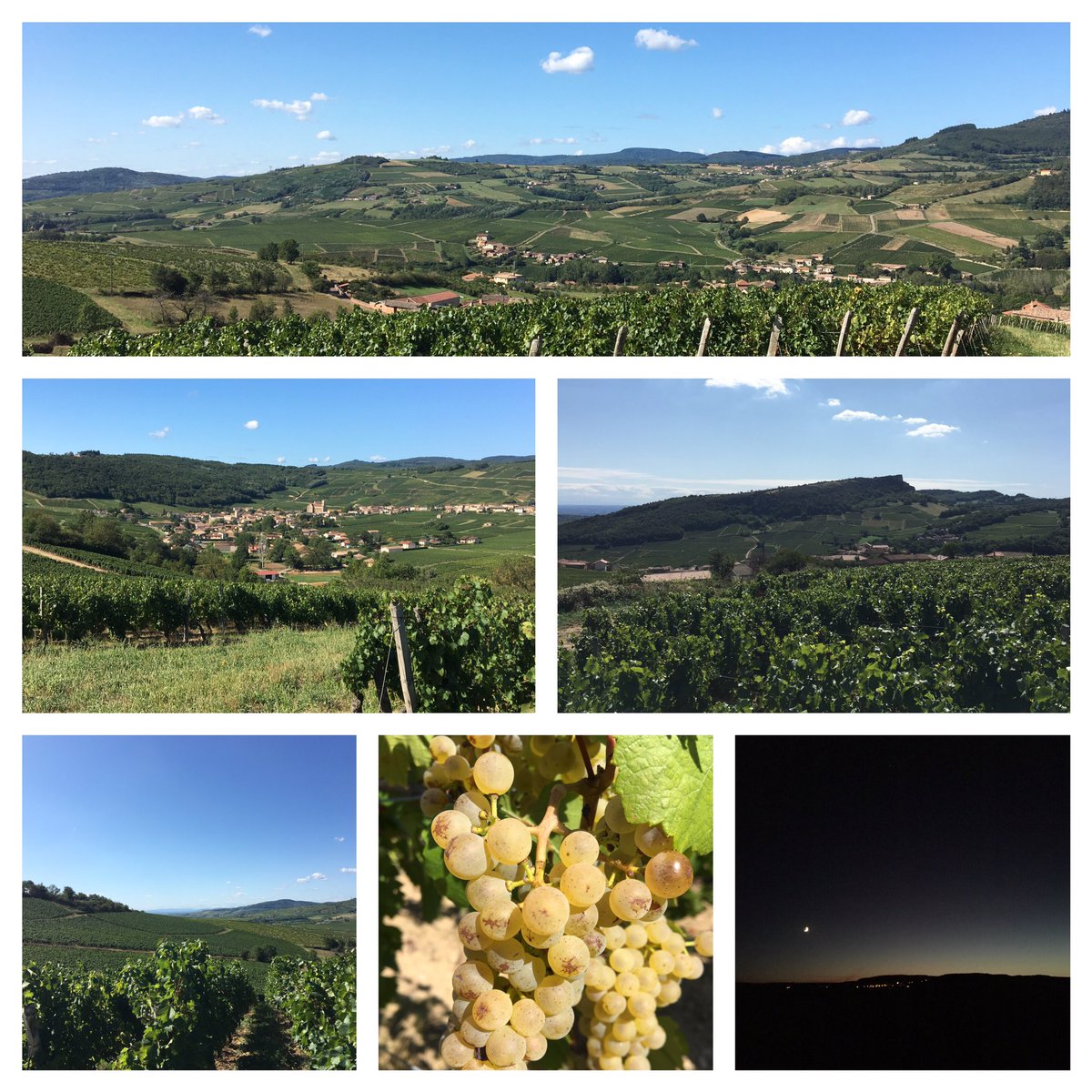 Matth_Mangenot's tweet photo. Dernière ligne droite pour le superbe Maconnais avant les #vendanges2019 désormais toutes proches ! Que de terroirs à découvrir et redécouvrir #pouillyfuissé #saintvéran #maconlugny #viréclessé #maconmilly 🌳🌞🌿#AlbertBichot #VinsBourgogne https://t.co/8GOrVhSqAn