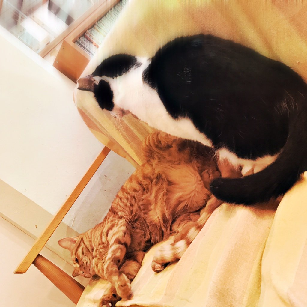 obi_wan_eclipse's tweet photo. The observer and the observation object. #猫式 #cat #ShotoniPhone #Müller #MidnightSunAS #Standard #Hipstamatic https://t.co/wmL4d6hCCY
