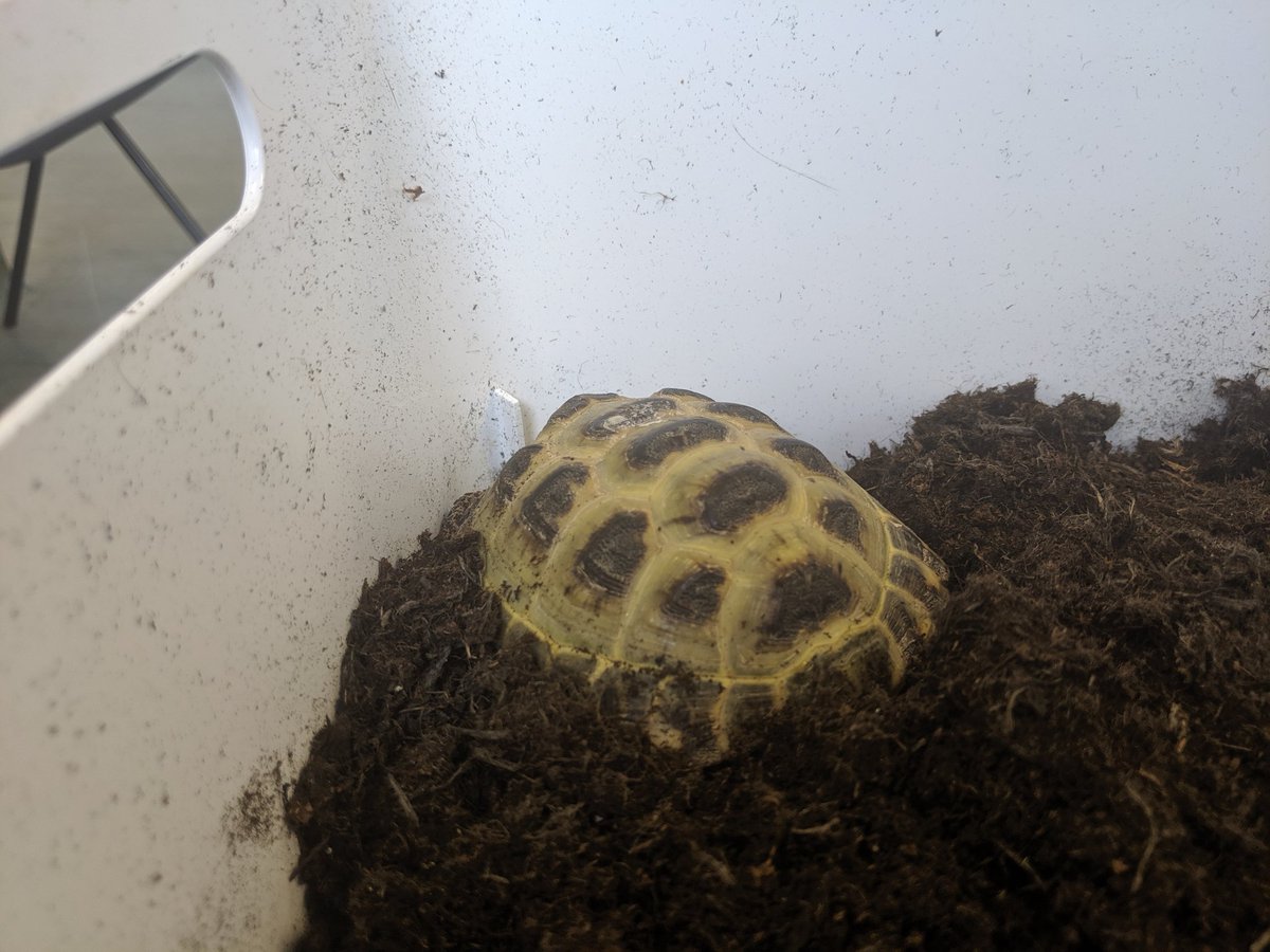 leo_tortoise's tweet photo. I've been taken to a strange place today... https://t.co/VIuCfZb6t7