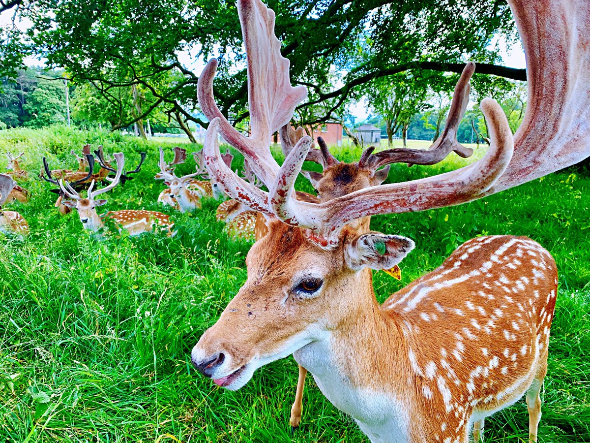 Delfinschool's tweet photo. Today is #nationalwildlifeday! Celebrate by visiting the beautiful Phoenix Park in Dublin, one of the largest enclosed leisure spaces within any European capital city. You might even come across some of the wild fallow deer, who have made the park their home since the 1600s!🐬 https://t.co/KXeUj4AojE