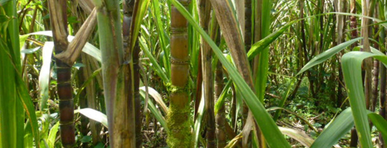 SucamKenya's tweet photo. We have ideal growing conditions for sugarcane than other regions in the world Bt, we produce 0.5mn tonnes per yr compared to Egypt at 2.3mn tonnes per yr. Giving all the cane buying power to millers will only create an uncompetitive mkt, hurting the industry #savethecaneindustry https://t.co/H8rYwsj5z1