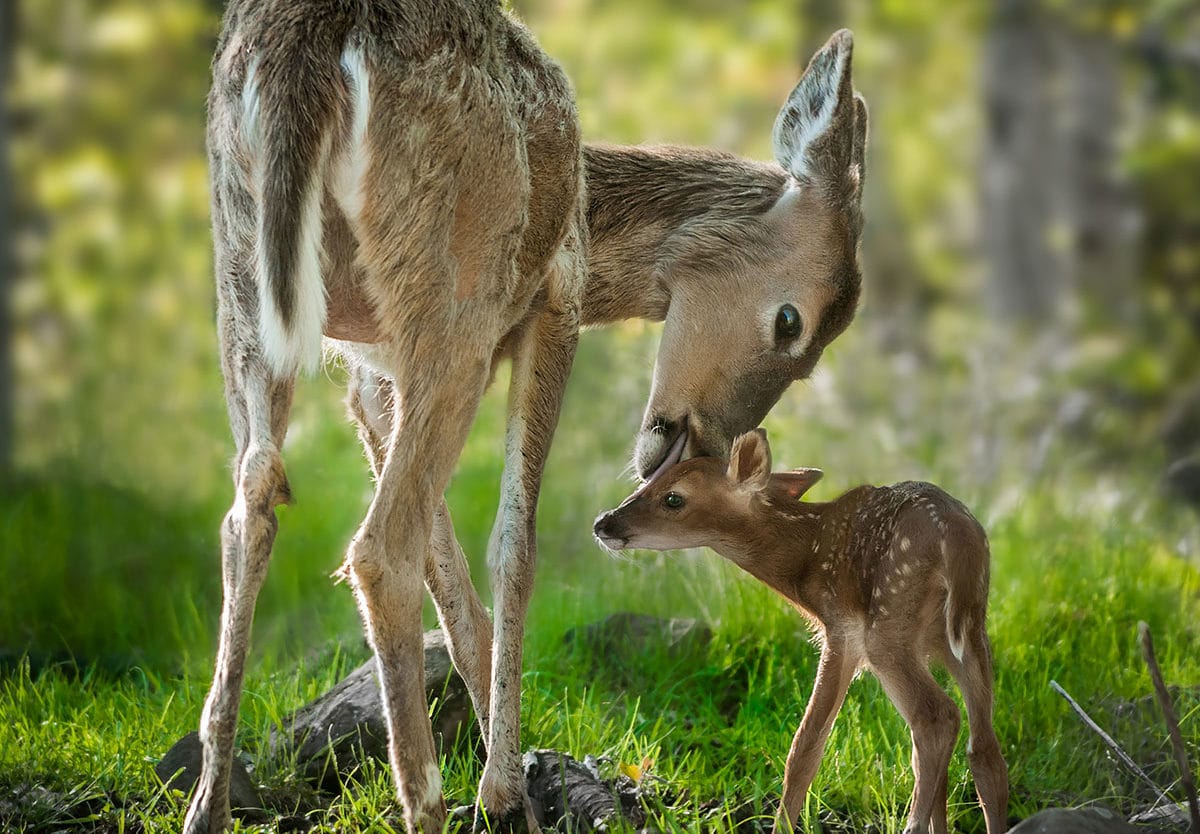 It National Wildlife Day today in the US. At James Cropper, we are lucky enough to be located in the UK's #LakeDistrict proud to be #MadeInTheLakes Read about our mill &amp; #sustainability work jamescropper.com/about/the-mill #recycling #circulareconomy #pulp #plasticfreepackaging