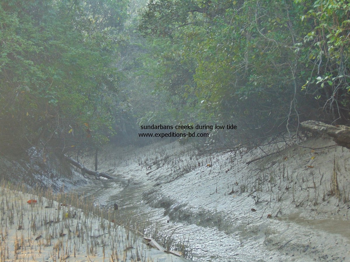 graphicdesignc2's tweet photo. The word Sundarban means ‘beautiful forest’. It is a immeasurable area in the Ganges delta comprising a network of 108 swampy, 2/3 low-lying landmass amidst, 1/3 water bodies of 450 river, canal and creeks.
https://t.co/kHgKpBieDb
#sundarbantourbangladesh
#bangladeshtour https://t.co/plFSuvhCEd