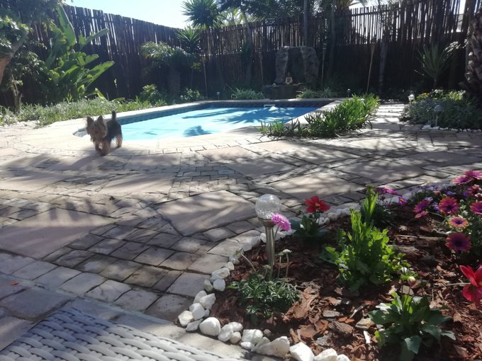 Spring time in capetown is absolutely magical, I have tons of birds that enjoy my bird cafe that's ared