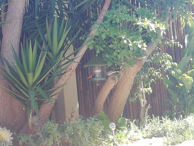Spring time in capetown is absolutely magical, I have tons of birds that enjoy my bird cafe that's ared