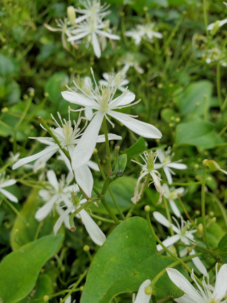 国営昭和記念公園 今日ご紹介するお花は センニンソウ 仙人草 です キンポウゲ科センニンソウ属に分類されるつる性の半低木です 煎じると神経痛やリュウマチに効く薬草です 茎から出る汁はかぶれるようなのでご注意を 花言葉 安全 無事
