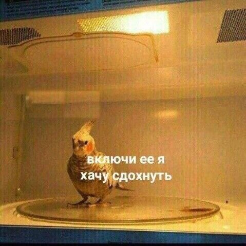 Учеба только началась , а моя голова уже готова взорваться