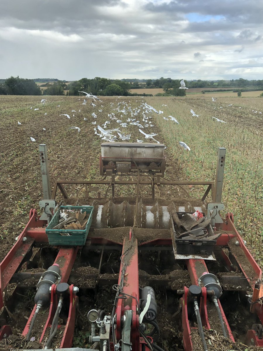 Working in chicken muck thanks to <a href="/SumoUKLTD/">Sumo UK Ltd</a> Trio. Ready for drill in 1 pass!